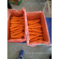 Rojo Fresco Nuevo Crop Carrot (80-150g)